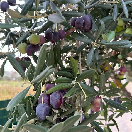 Apartman Casa Loro Mit Meerblick Und Privatem Pool Trogir